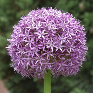 Ornamental Onion (Allium 'Globemaster') 繡球蔥 - Germany 德國. Bloom in May and attract butterflies.